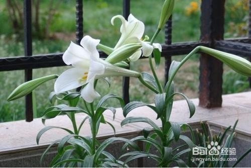 生活/家居 生活常识百合花在花苞开成灿烂的花朵的过程还需要一段