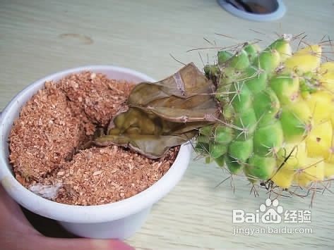 仙人球烂了怎么办