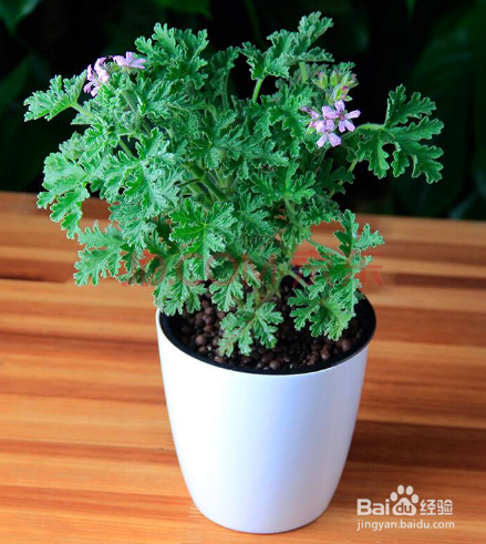 宝宝让蚊子叮了红肿怎么处理