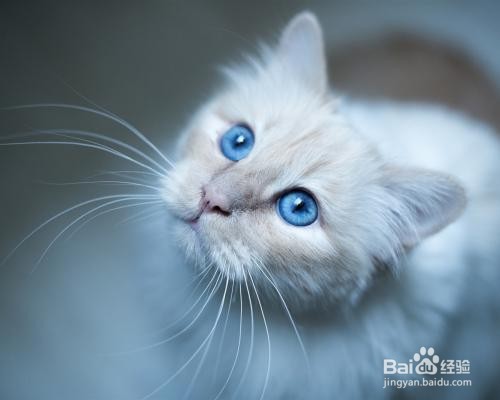 受惊吓的猫咪如何安抚