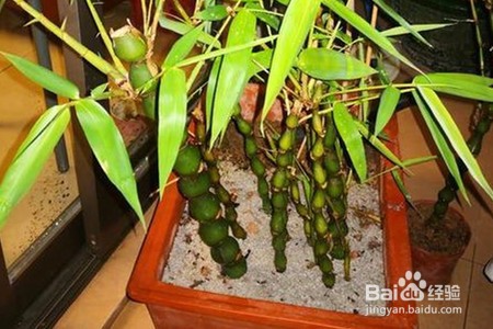 吡唑醚菌酯用量与用法
