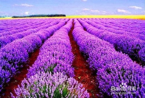 新疆旅游：[1]春天去哪儿