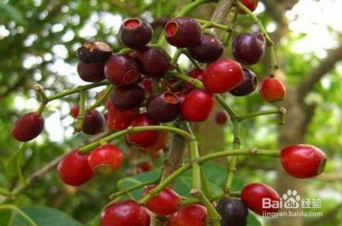 水翁果的养殖方法和注意事项