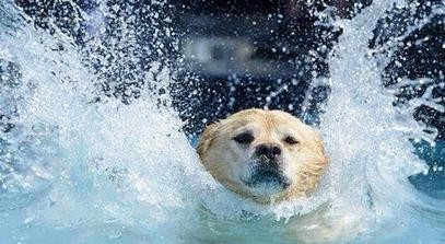 怎么训练狗狗游泳