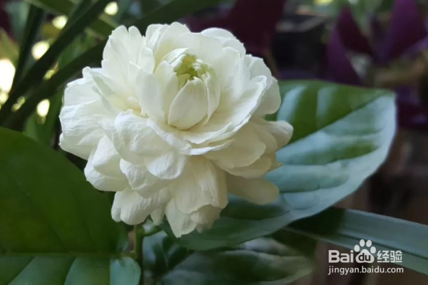 栀子花的养殖方法和注意事项?