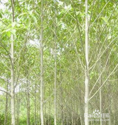 喜树的形态特征和繁殖技术是什么