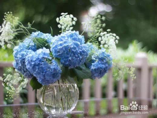 绣球花的养殖方法和注意事项