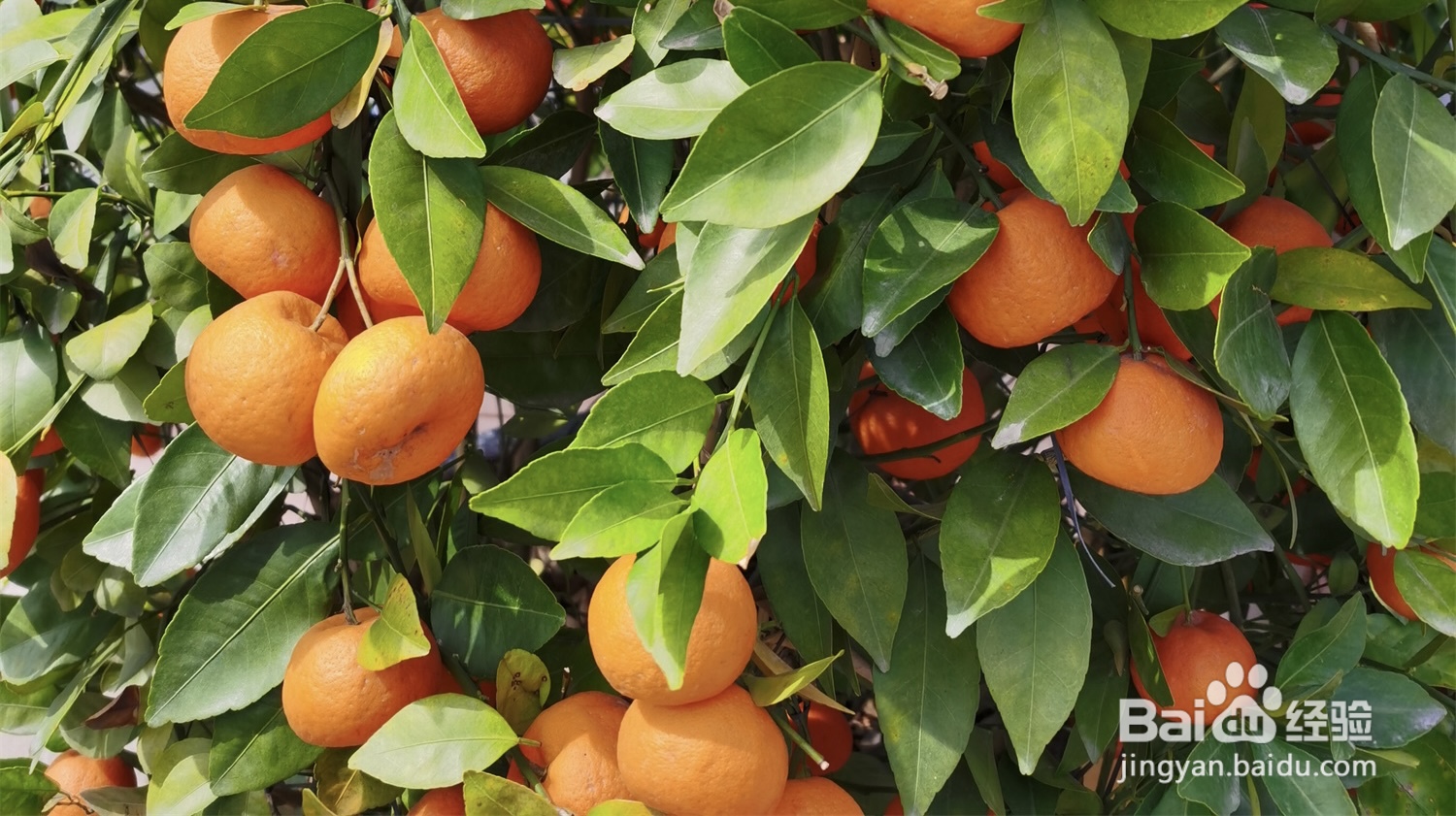 桔子树叶子发黄发干怎么办