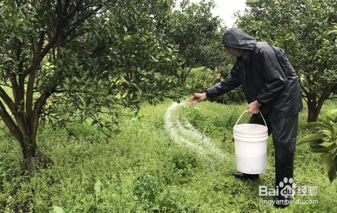 甜瓜种植增甜秘诀