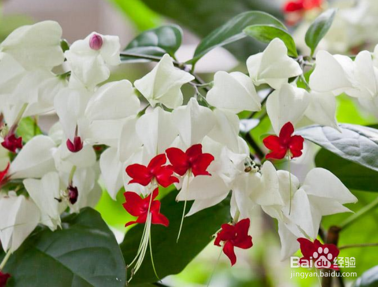 龙吐珠掉叶子怎么办