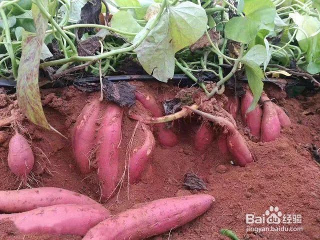 红薯软腐病的防治