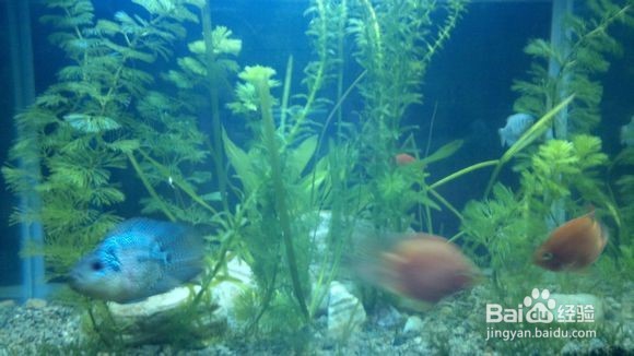 如何养好热带鱼