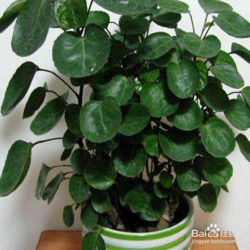 金钱兜掉叶子怎么解决？