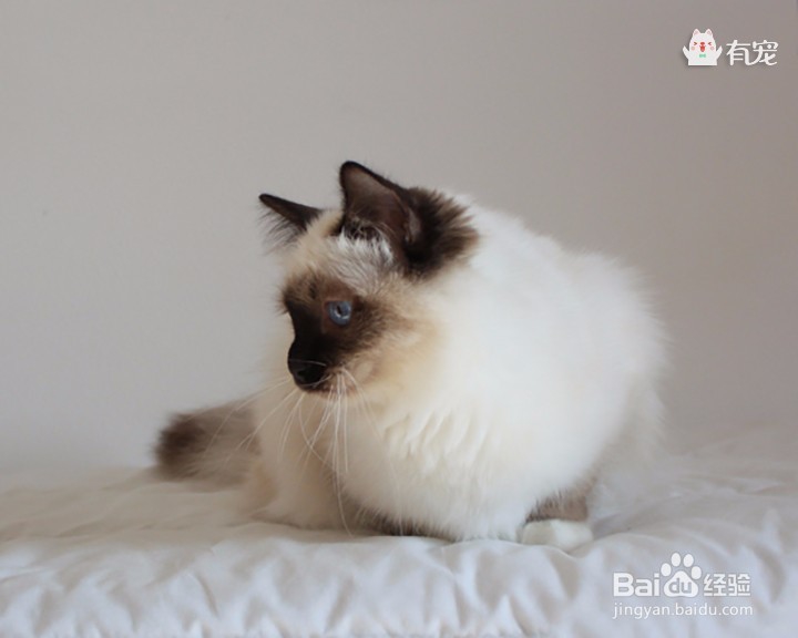 缅甸圣猫——伯曼猫