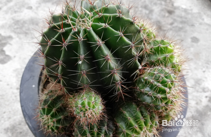 仙人球怎样分球栽种