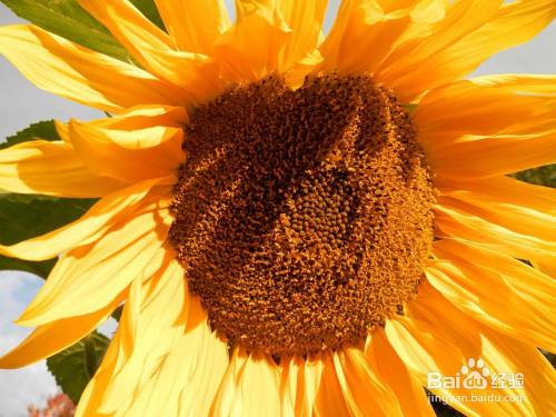 向日葵苗茎断了怎么处理 百度经验