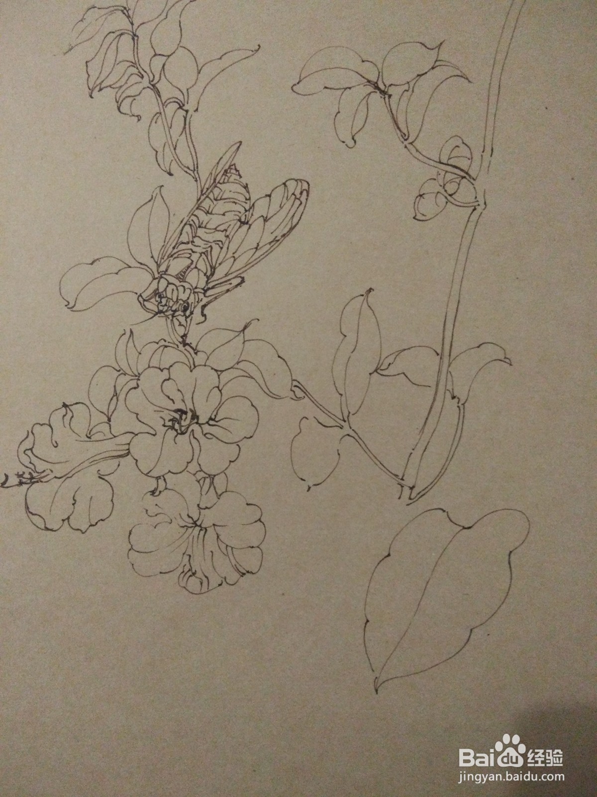 如何用卡纸画凌霄花