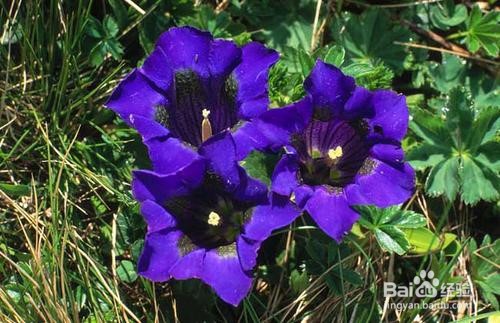龙胆花盆栽怎么养