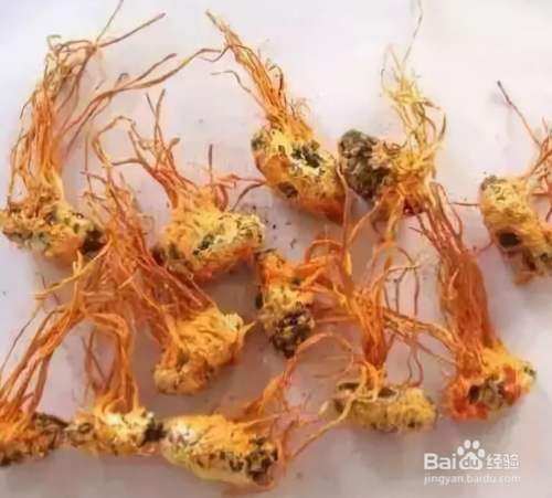 金蝉花长期保存方法 百度经验 金蝉花长期保存方法 百度经验