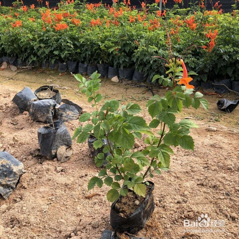 凌宵花的养殖方法