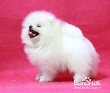 大学毕业后学宠物美容好不好
