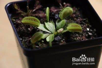 食蝇草怎么养护