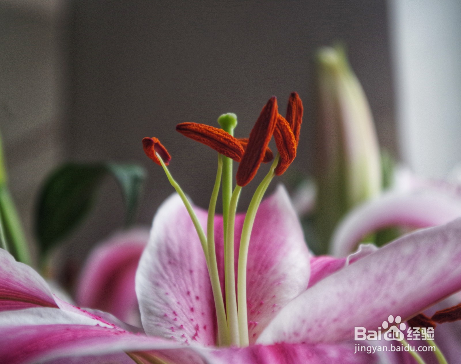 宾得光圈门怎么解决？