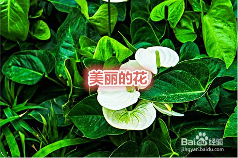 怎样用美图秀秀编辑文字