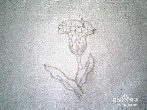 简笔画鸡冠花的画法