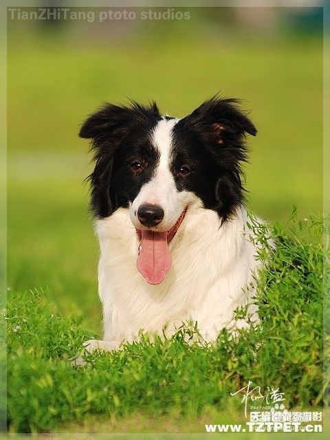 狗狗,我的世界不能没有你