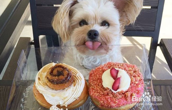 养狗狗的注意事项