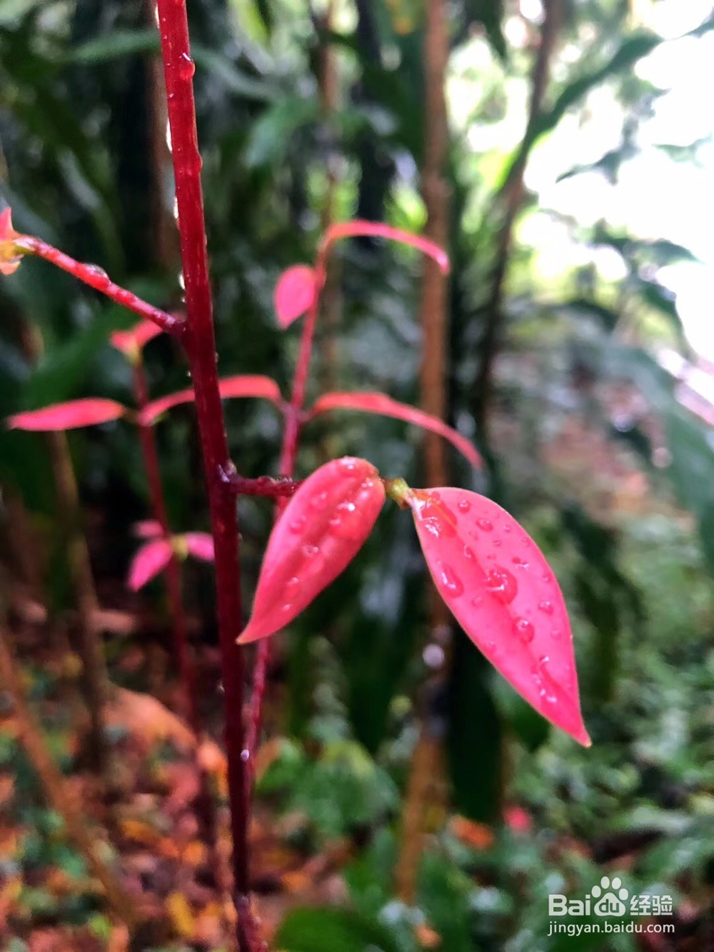 户外旅行，来植物园氧吧吧