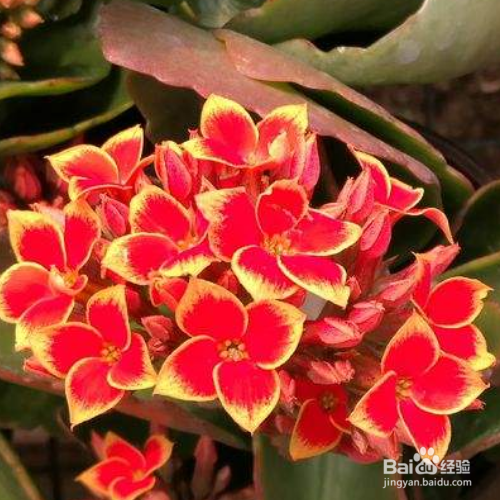 在秋天修剪长寿花的时候需要注意哪些？