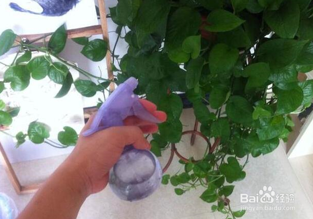 绿萝怎么养护与浇水