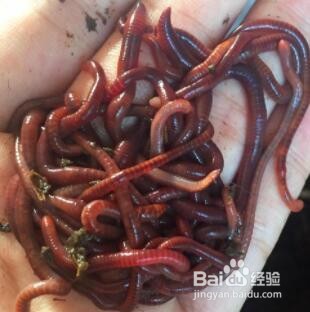 小鸡仔怎么养成活率才大