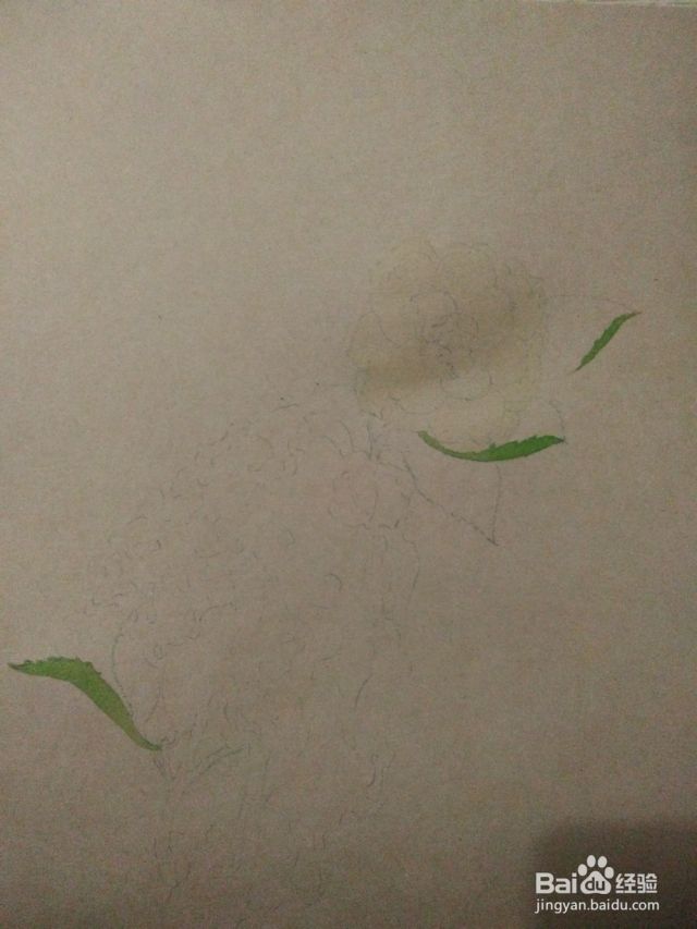 如何用卡纸画白山茶-（白山茶怎么画）[图]