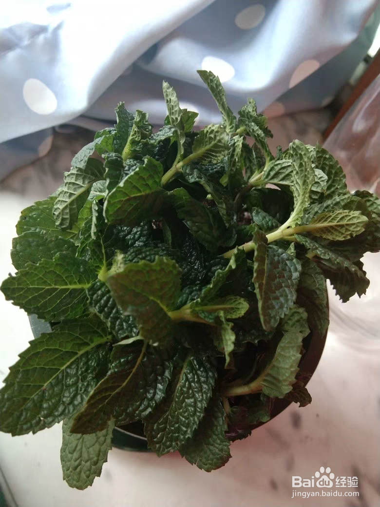 薄荷长红蜘蛛怎么处理