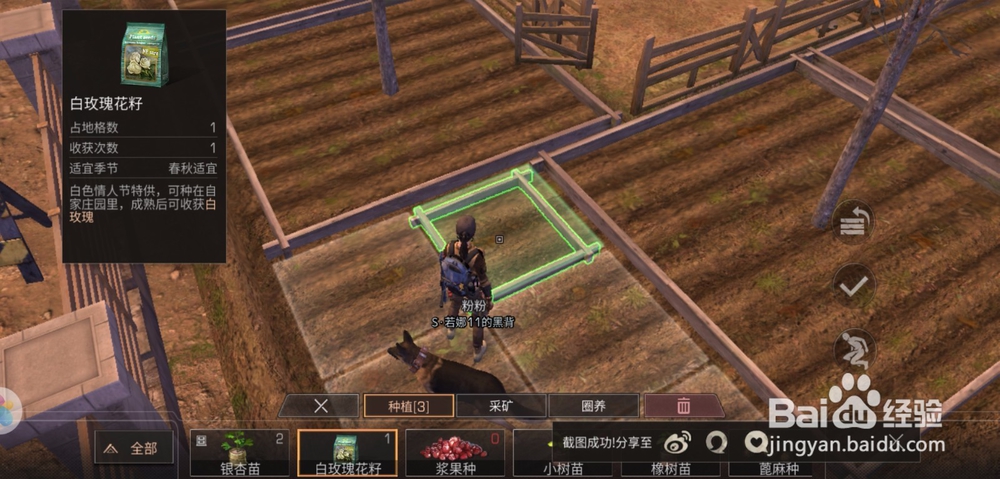 明日之后白花绽放活动怎么做,白玫瑰怎么种植