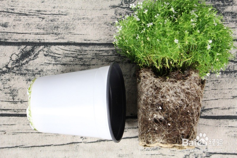 满天星刚买来怎么处理