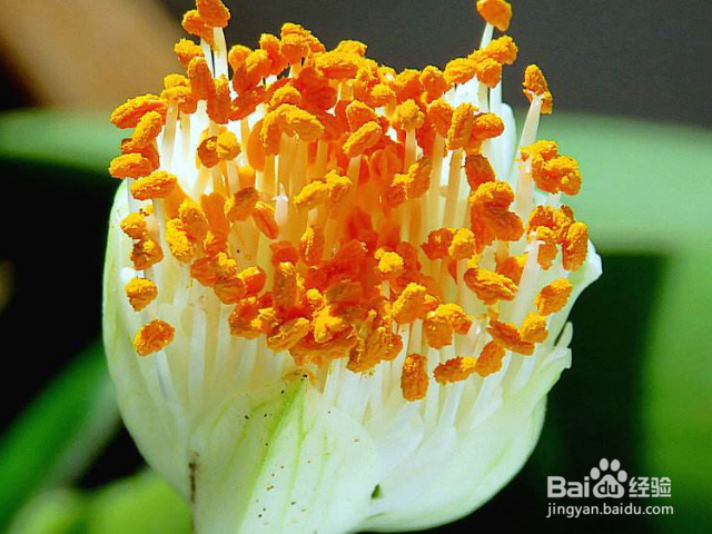 我们在家应该如何养殖虎耳兰?