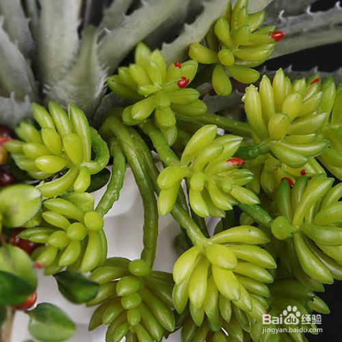 塔花瓦松的培育方法和注意事项