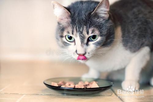 猫咪吃什么肉最好？