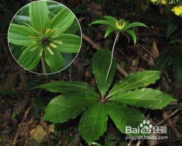 治毒蛇咬伤:七叶一枝花