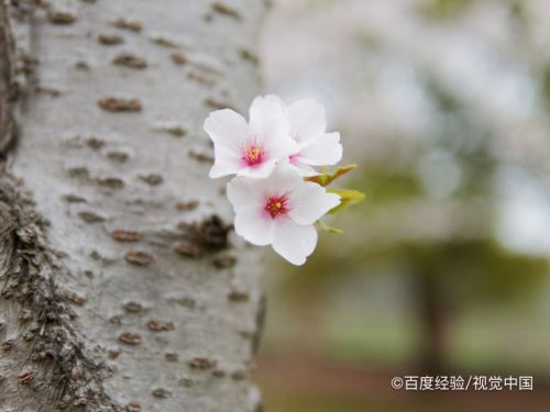 怎麼辨別染井吉野櫻花