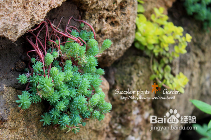 上海植物园（上）