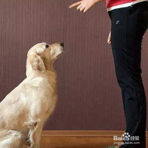 怎样训练狗狗“坐下”？