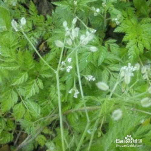 窃衣的功效有哪些?