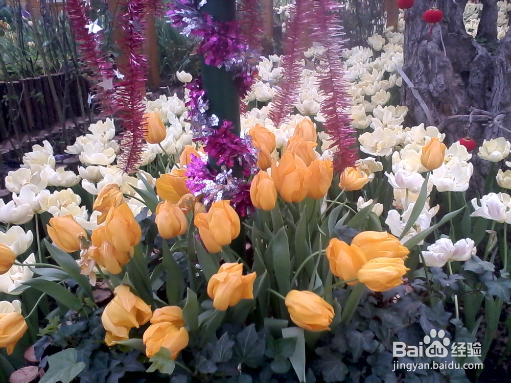 郁金香的养殖方法及注意事项