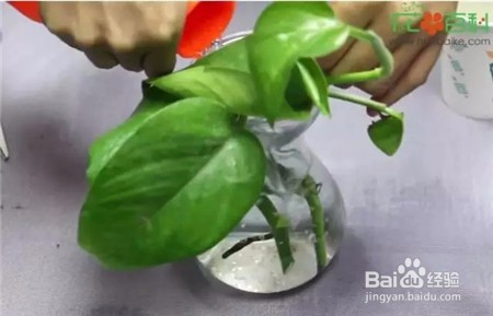 绿萝的常用扦插方法-水培法