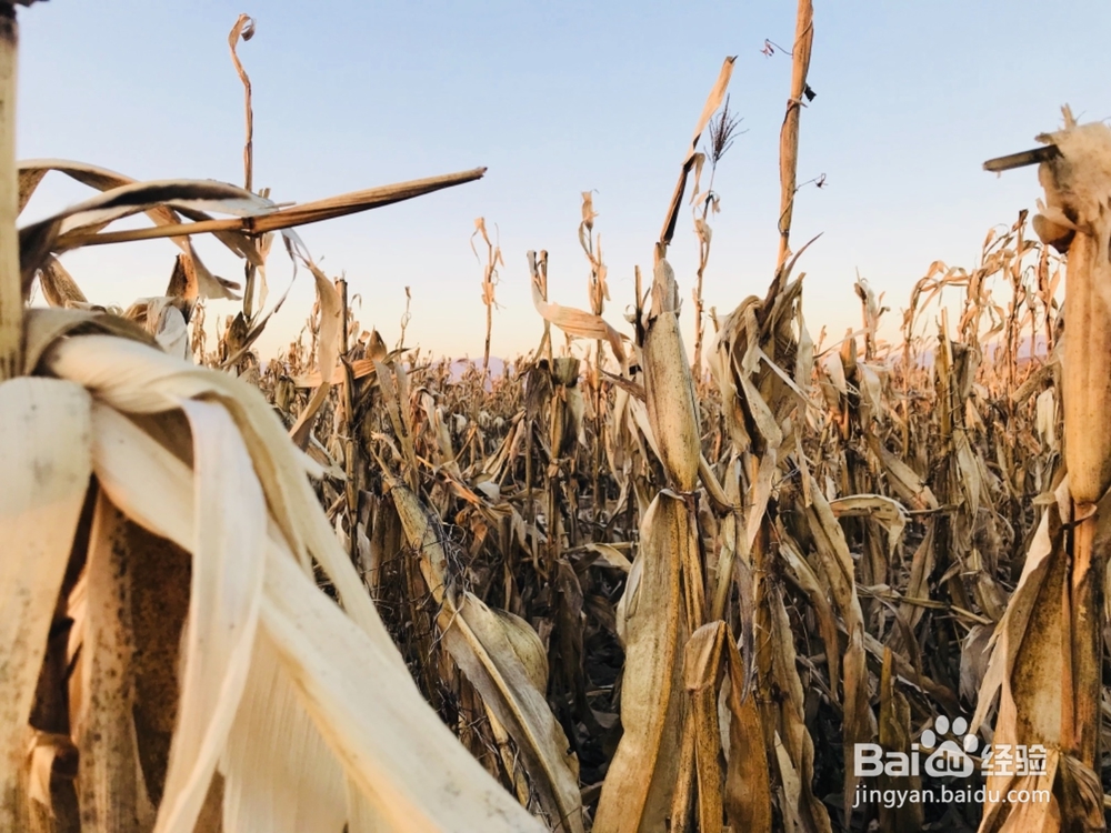 怎样拍摄初冬的田野
